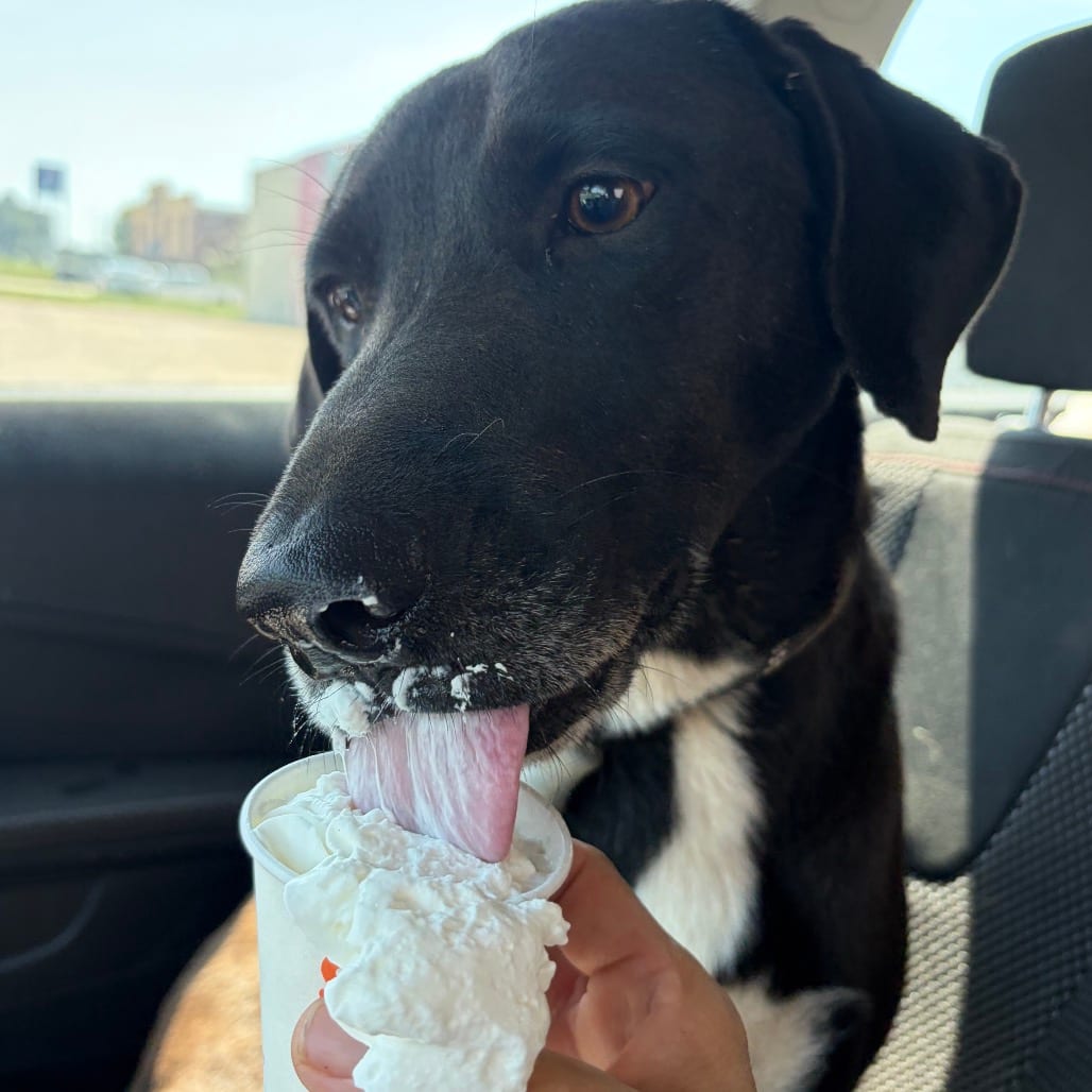 Photo of Apple, adoptable Retriever, Labrador / Mixed Breed (Large) in Wheeling, Illinois