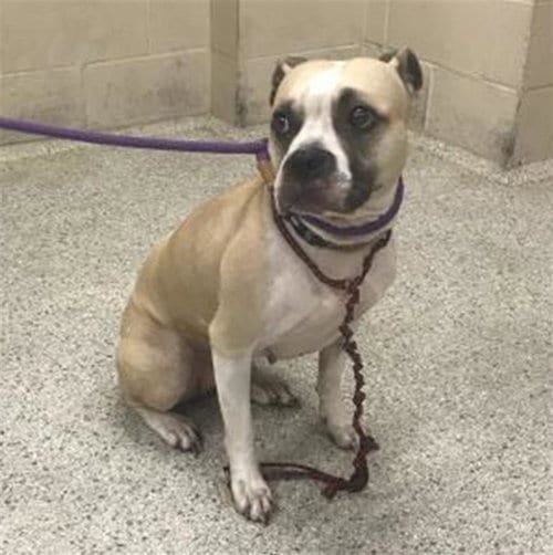 Photo of Hunny, adoptable Pit Bull Terrier in Conroe, Texas
