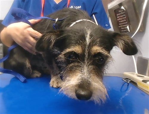 Photo of Wizard, adoptable Miniature Schnauzer in Phoenix, Arizona