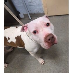 Photo of Moo Moo, adoptable Terrier (Unknown Type, Medium) in Wantagh, New York