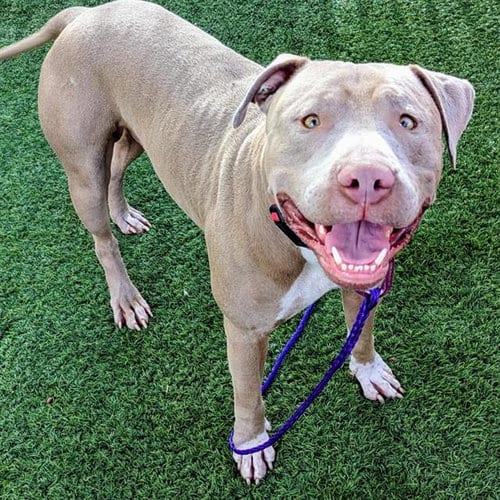 Photo of Oscar, adoptable Pit Bull Terrier in Las Vegas, Nevada