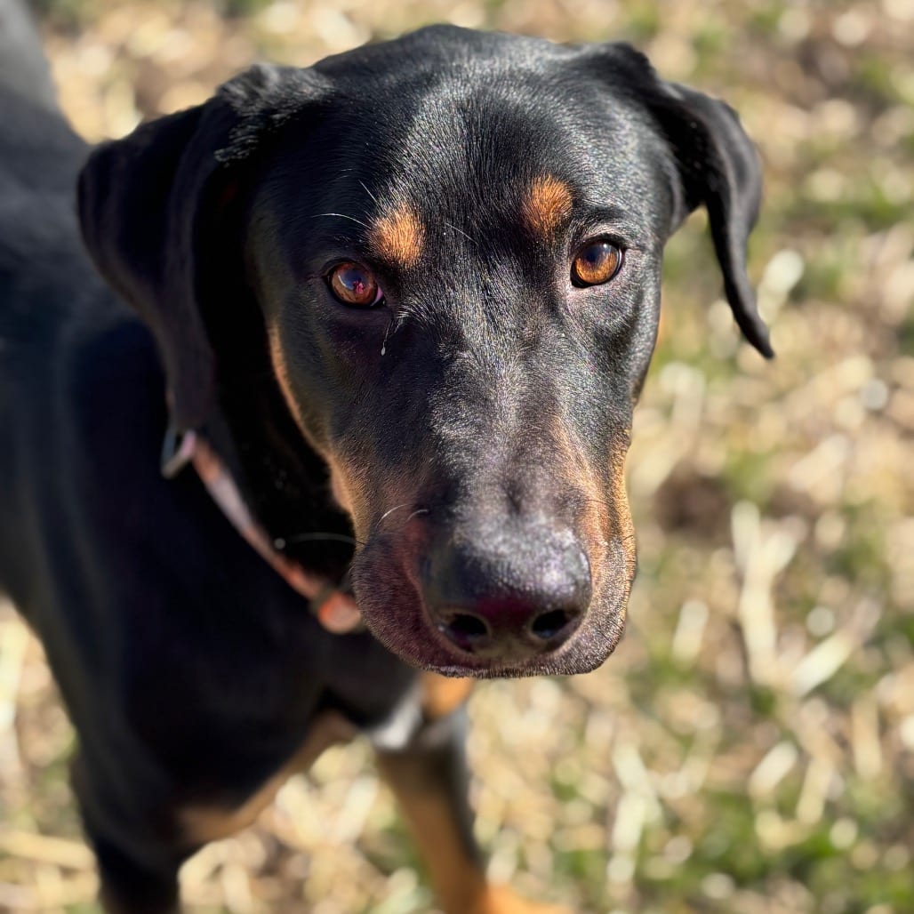 Photo of Rocky, adoptable Pinscher, Doberman / Rottweiler in Marshalltown, Iowa