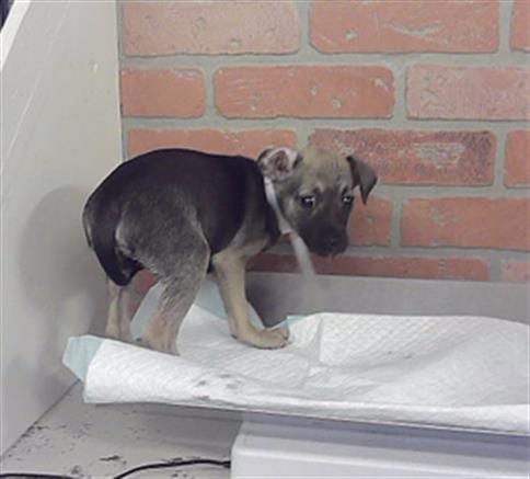 Photo of Amber, adoptable Chihuahua in Houston, Texas