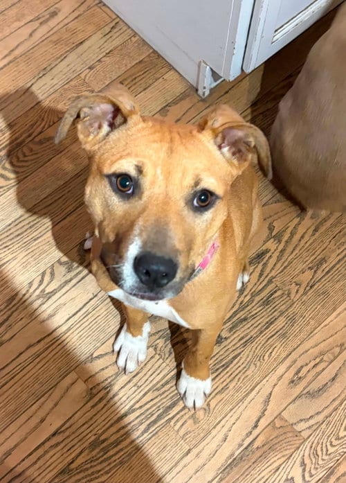 Photo of Pumpkin, adoptable Boxer in Germantown, Ohio