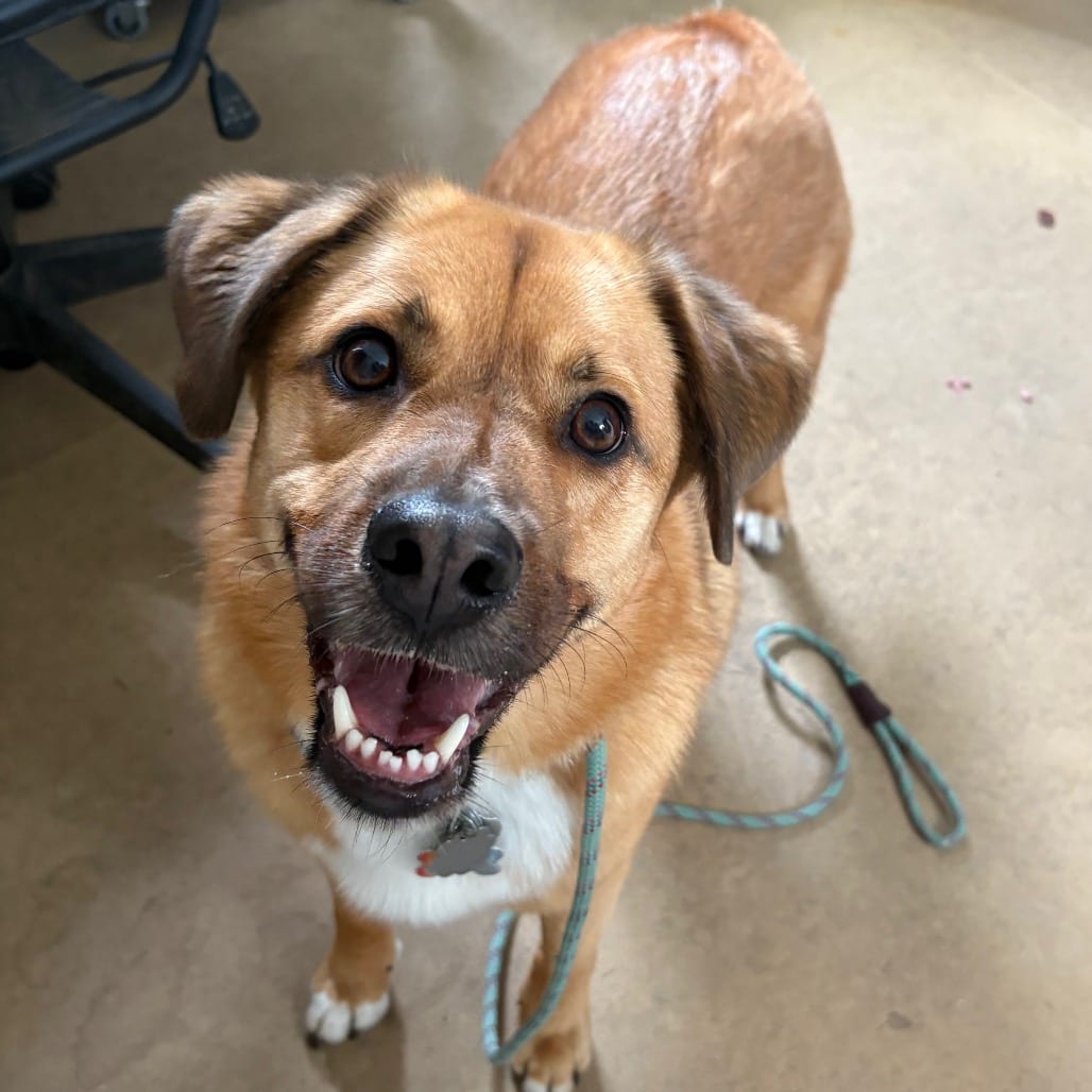 Photo of Fred, adoptable Chow Chow / Shepherd, Australian in Fairfax Station, Virginia
