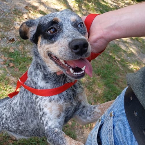 Photo of Sage Hope, adoptable Australian Cattle Dog/Blue Heeler in Yardley, Pennsylvania