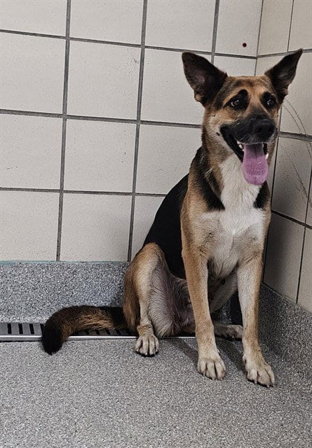 Photo of A188006, adoptable German Shepherd Dog in Pasadena, Texas