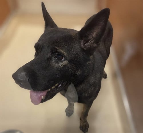 Photo of Dagger, adoptable German Shepherd Dog in Miami, Florida