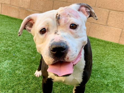 Photo of Shella, adoptable Pit Bull Terrier in Moreno Valley, California