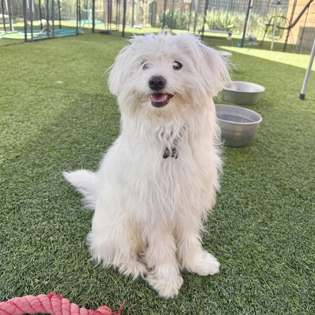 Photo of Alfredo, adoptable Maltese in Agoura Hills, California