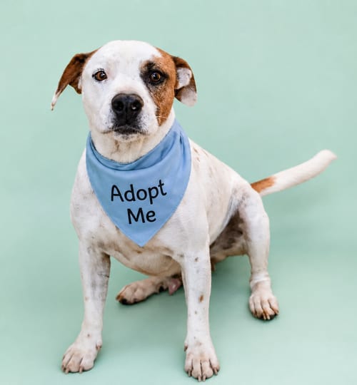 Photo of Nino T, adoptable American Pit Bull Terrier in Inglewood, California
