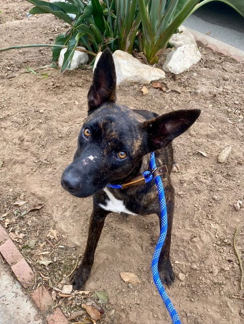 Photo of Snoop, adoptable Belgian Shepherd Malinois in Newport Beach, California