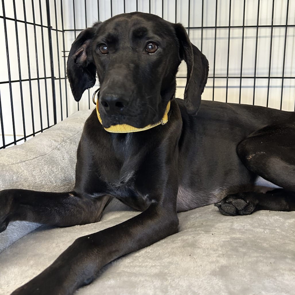 Photo of Dorsey, adoptable Retriever, Black Labrador in Hinesville, Georgia