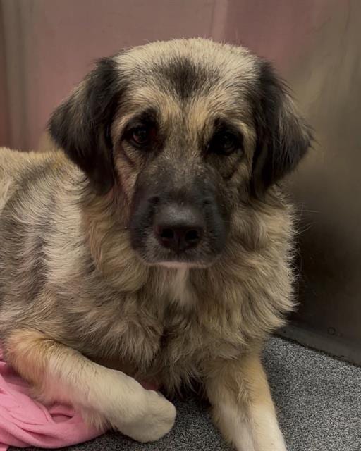 Photo of Serena, adoptable Anatolian Shepherd