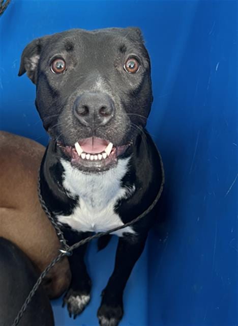 Photo of Stormy, adoptable Mixed Breed