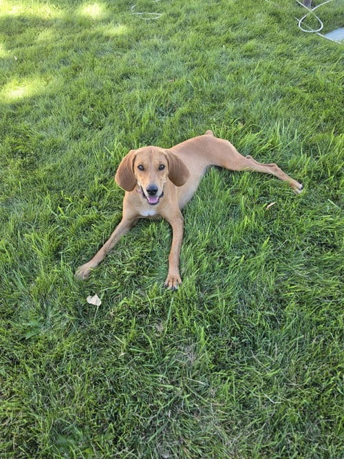 Photo of Naomi, adoptable Hound in MIDWAY, Utah