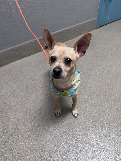 Photo of Buddy, adoptable Chihuahua in Las Vegas, Nevada