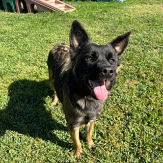 Photo of Jivy, adoptable German Shepherd Dog in Modesto, California