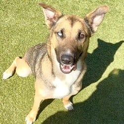 Photo of Peaches 0050, adoptable Shepherd (Unknown Type) in Loxahatchee, Florida