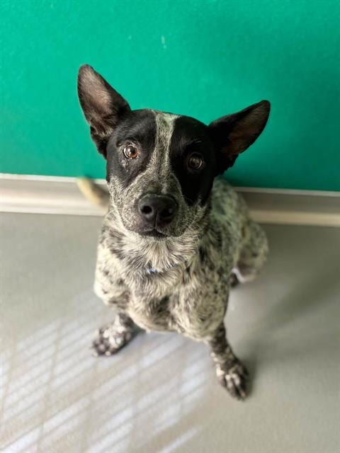 Photo of A256545, adoptable Queensland Heeler in Visalia, California