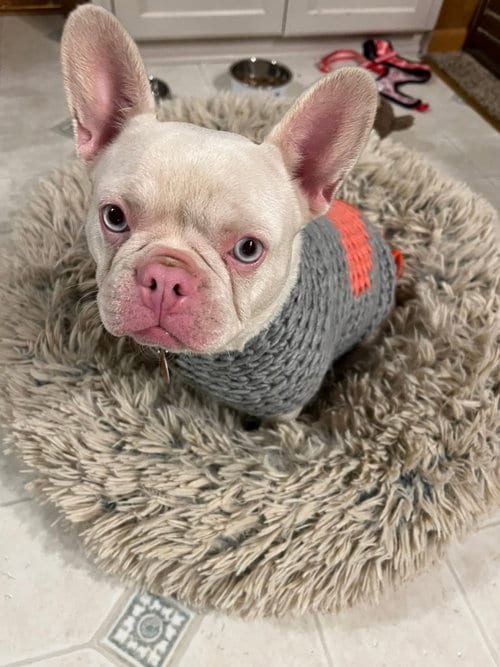 Photo of Peppa, adoptable French Bulldog in St. Louis Park, Minnesota