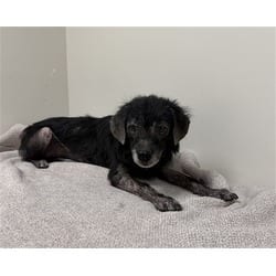 Photo of Delora, adoptable Terrier (Unknown Type, Medium) in Lancaster, California