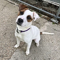 Photo of Patches, adoptable Jack Russell Terrier Mixed Breed (Medium) in Baton Rouge, Louisiana