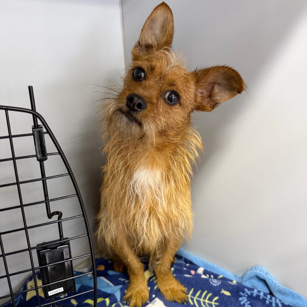 Photo of Bruno, adoptable Chihuahua in West Chester, Pennsylvania
