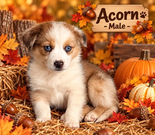 Photo of Pumpkin Patch Pups : Acorn, adoptable Australian Shepherd in Aurora, Indiana