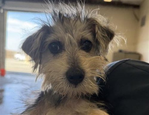 Photo of Pepper, adoptable Terrier in Riverside, California