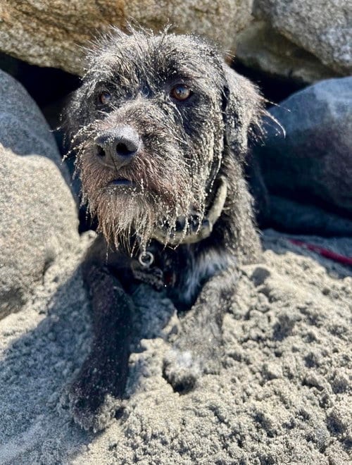 Photo of Gordon, adoptable Terrier in San Diego, California