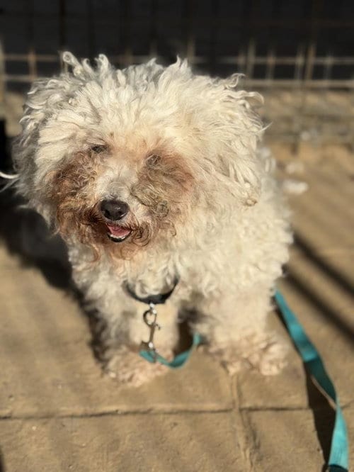 Photo of Crissy, adoptable Poodle (Miniature) in Santa Maria, California