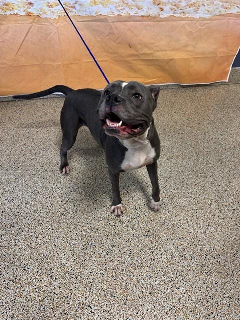 Photo of Layla, adoptable American Bulldog in Miami, Florida