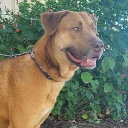 Photo of Rosie Posie JuM, adoptable Shepherd (Unknown Type) Mixed Breed (Large) in Hartford, Connecticut