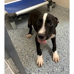 Photo of May, adoptable American Pit Bull Terrier in Baton Rouge, Louisiana