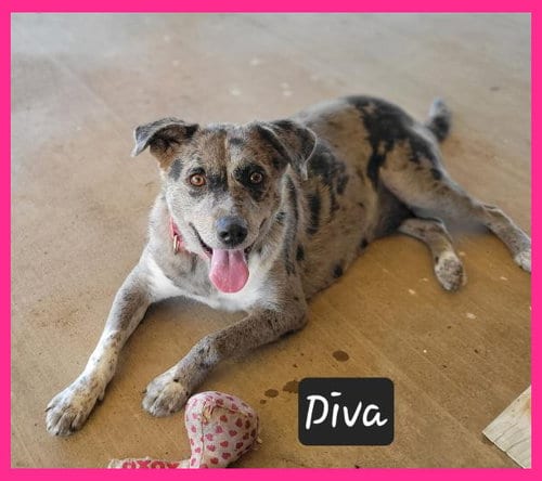 Photo of Diva, adoptable Catahoula Leopard Dog in Granbury, Texas