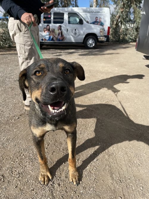 Photo of Miley, adoptable Shepherd in El Centro, California