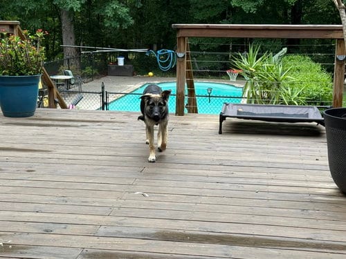 Photo of Jordi, adoptable German Shepherd Dog in La Grange, North Carolina