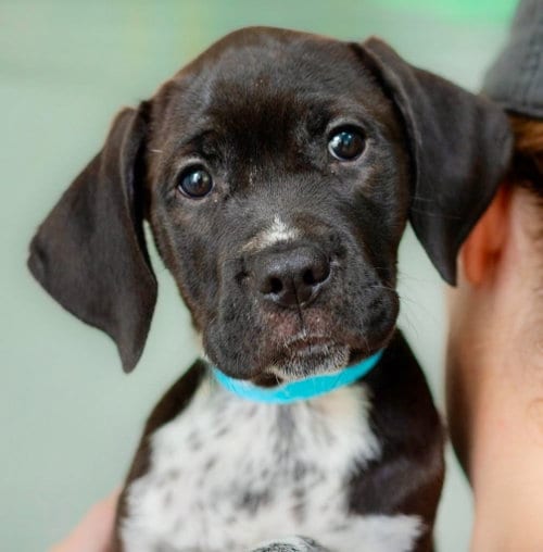 Photo of Velma, adoptable Hound in Canton, Connecticut