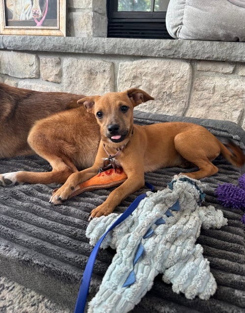 Photo of Meeka, adoptable Terrier in Seattle, Washington