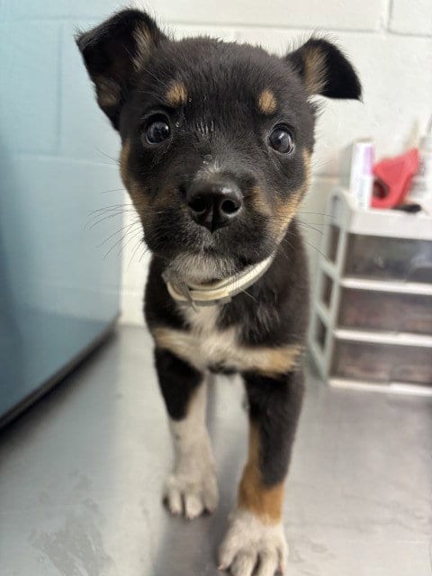 Photo of Gayle, adoptable German Shepherd Dog in San Bernardino, California