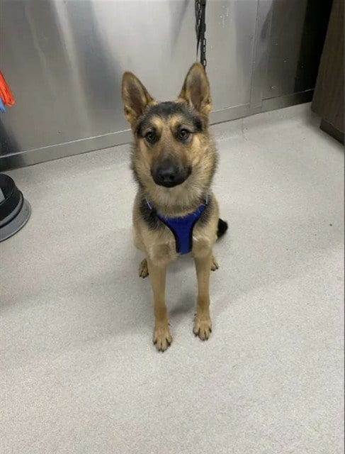 Photo of Falkor, adoptable German Shepherd Dog in Fairbanks, Alaska