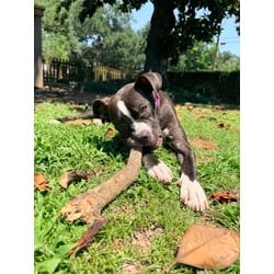 Photo of Iris, adoptable American Pit Bull Terrier in Baton Rouge, Louisiana