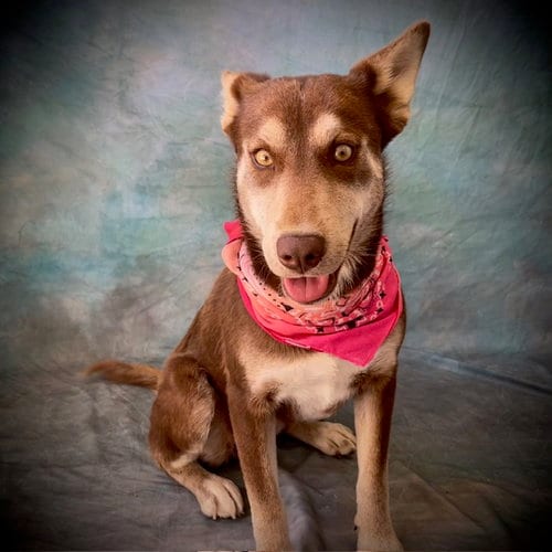 Photo of Odessa, adoptable Siberian Husky in Salinas, California