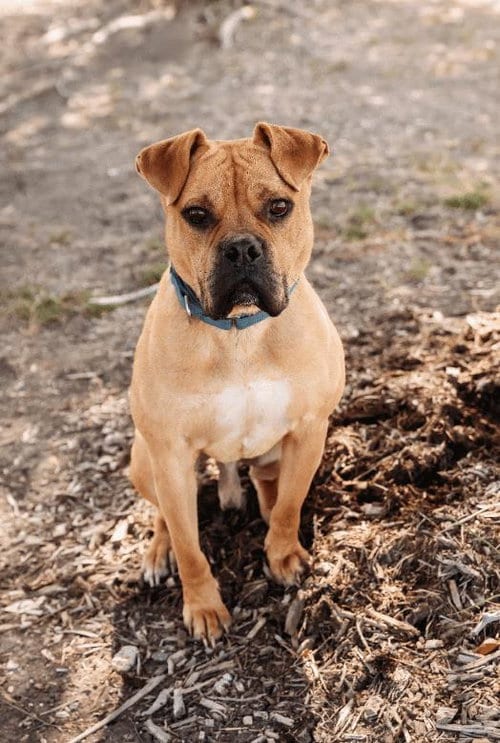 Photo of Buster, adoptable Boxer in Rockwall, Texas