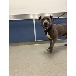 Photo of Bluey, adoptable American Pit Bull Terrier in Doral, Florida