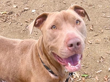 Photo of Anise, adoptable dog in Georgetown, Texas