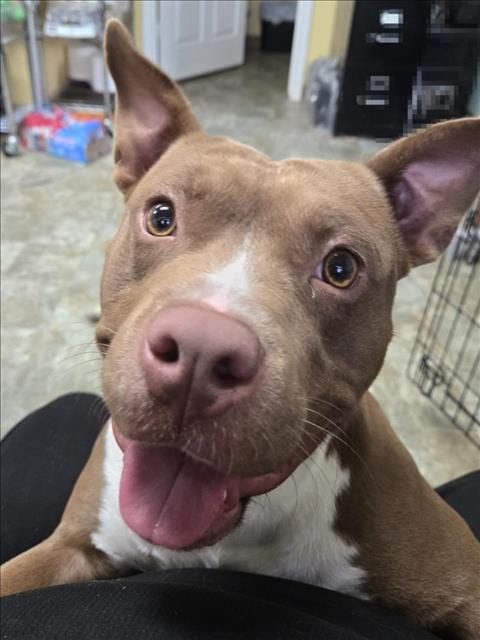 Photo of Billy, adoptable Staffordshire Bull Terrier in Houston, Texas