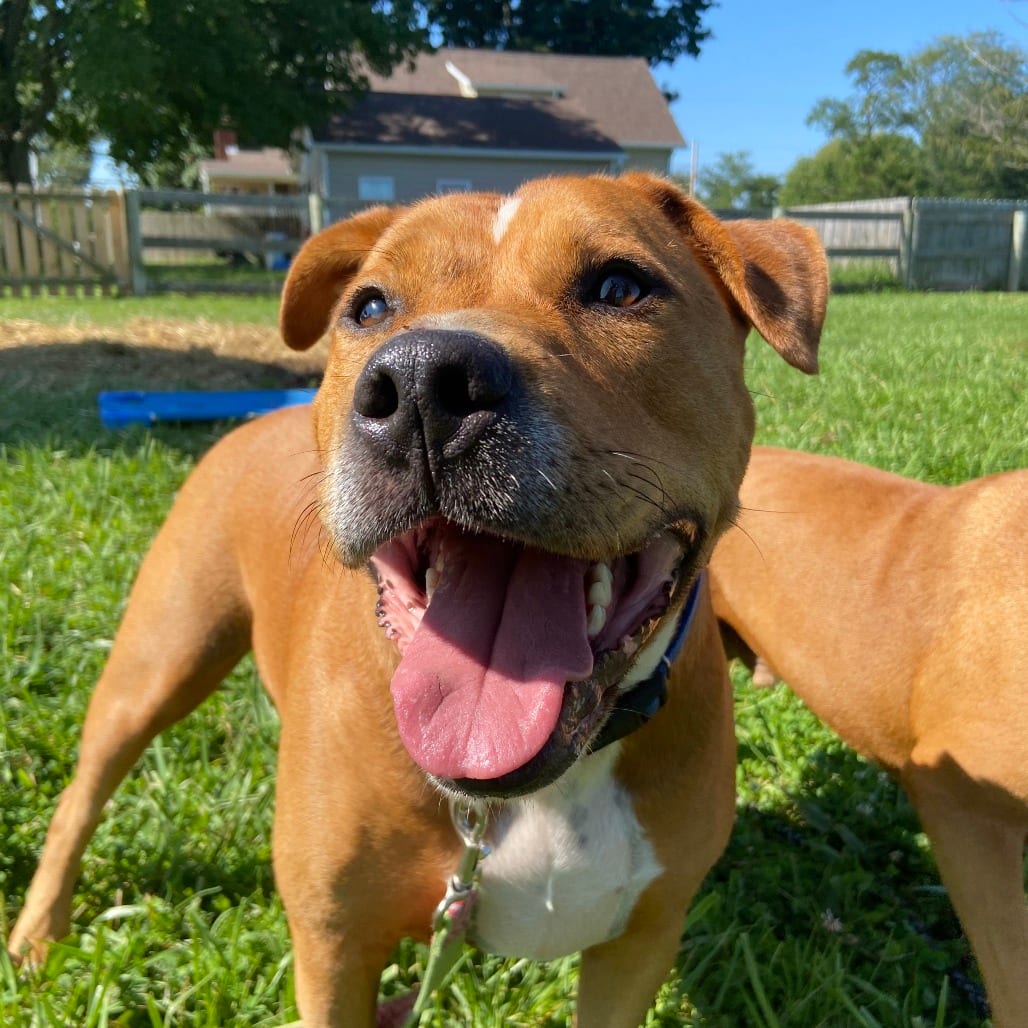 Photo of Jerry, adoptable Mixed Breed (Large) in Dayton, Ohio