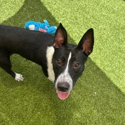 Photo of Luna 7480, adoptable Australian Cattle Dog in Loxahatchee, Florida